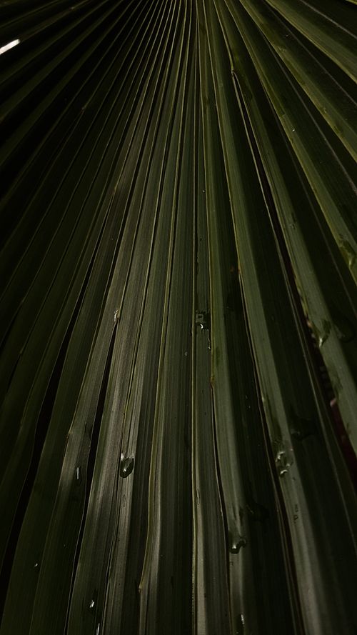 Free A detailed view of a green palm leaf with dew droplets, showcasing nature's beauty. Stock Photo