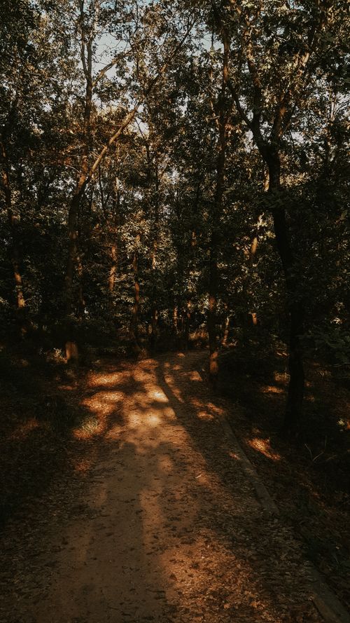 Free Tranquil forest path surrounded by lush trees basking in warm sunlight, creating a peaceful atmosphere. Stock Photo