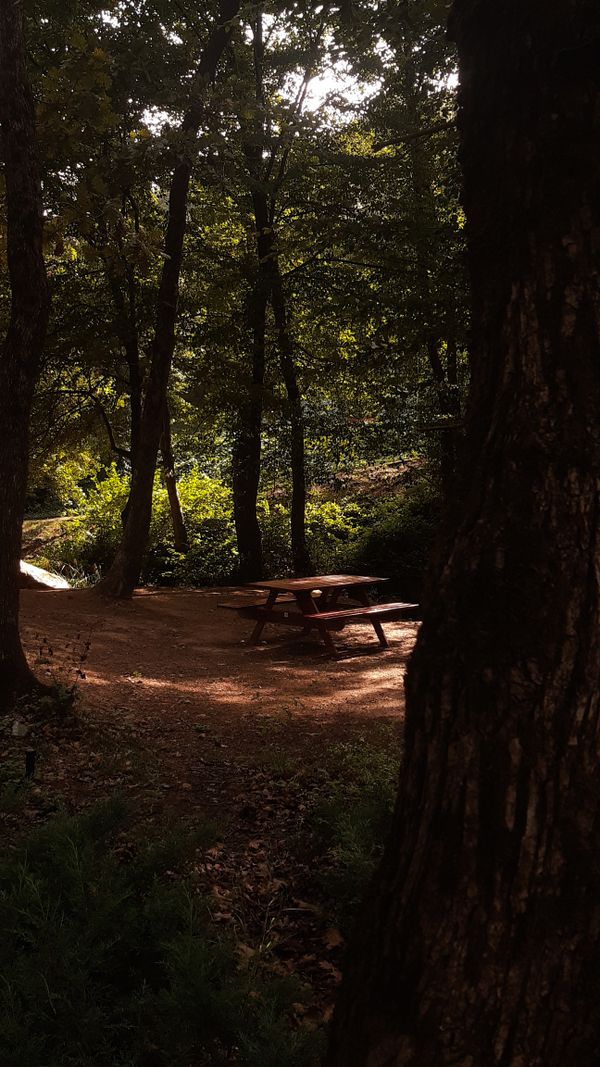 Uma cena tranquila na floresta com uma mesa de piquenique banhada por uma luz suave, perfeita para um retiro pacífico.