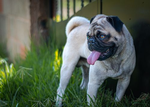 Free Charming pug with tongue out, standing on grass, enjoying a sunny day outdoors. Stock Photo