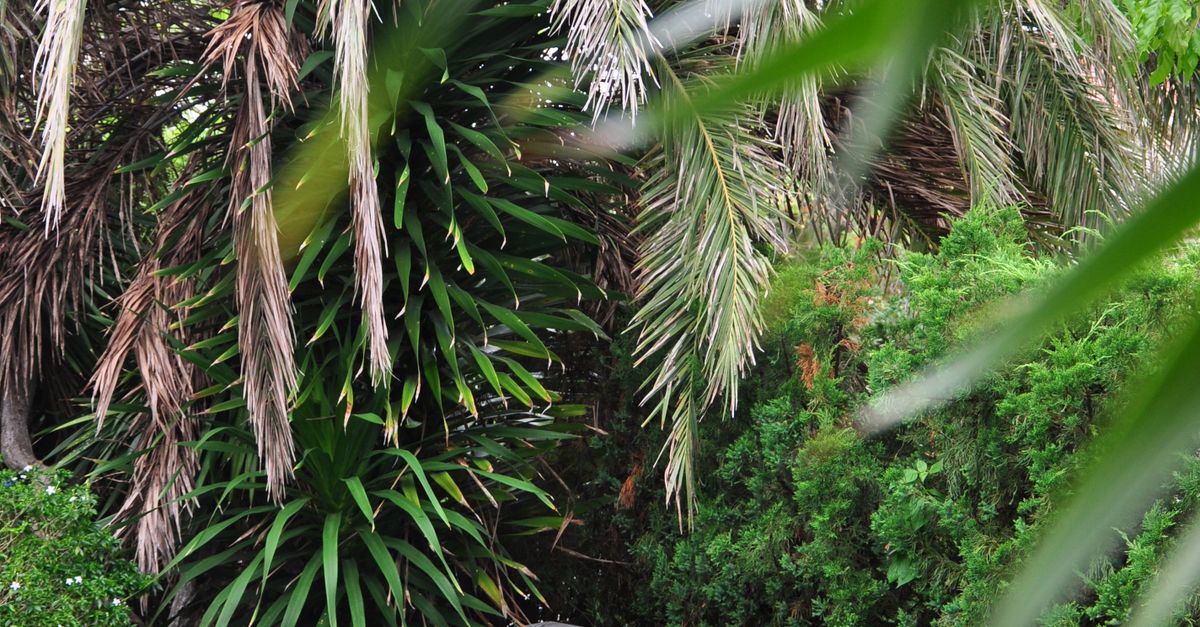 A serene poolside corner surrounded by lush tropical foliage, perfect for relaxation.