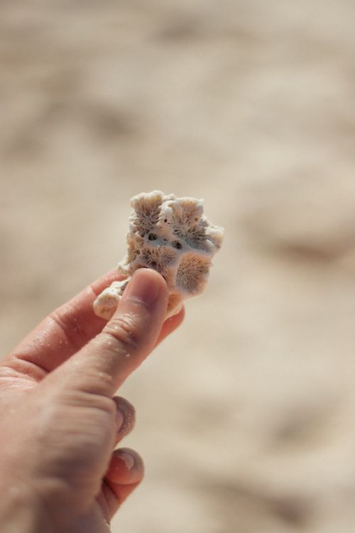 Free A hand holds coral against a blurred sandy beach background, depicting nature's artistry. Stock Photo