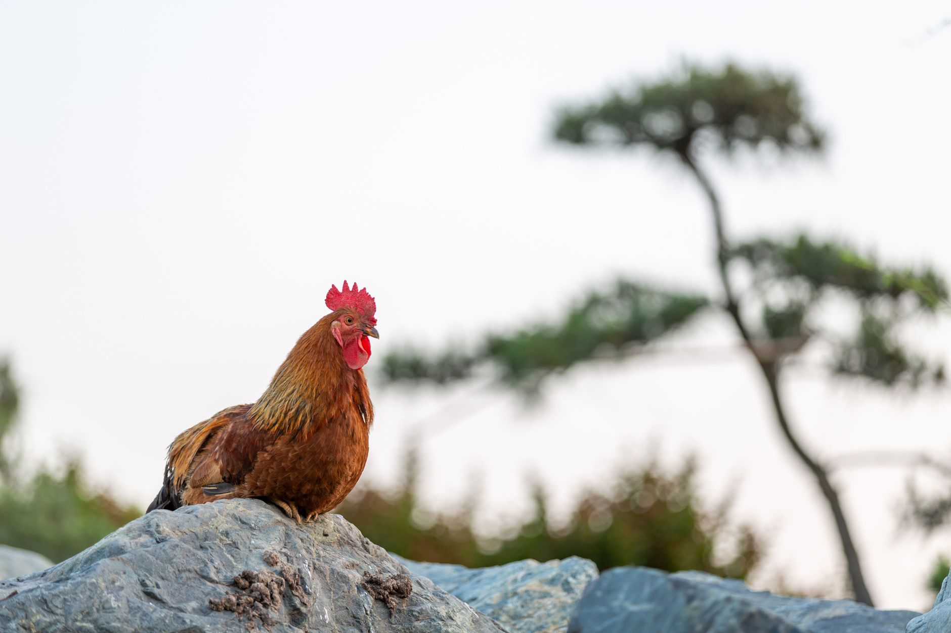 A rooster perched on a rock with a blurred tree background.