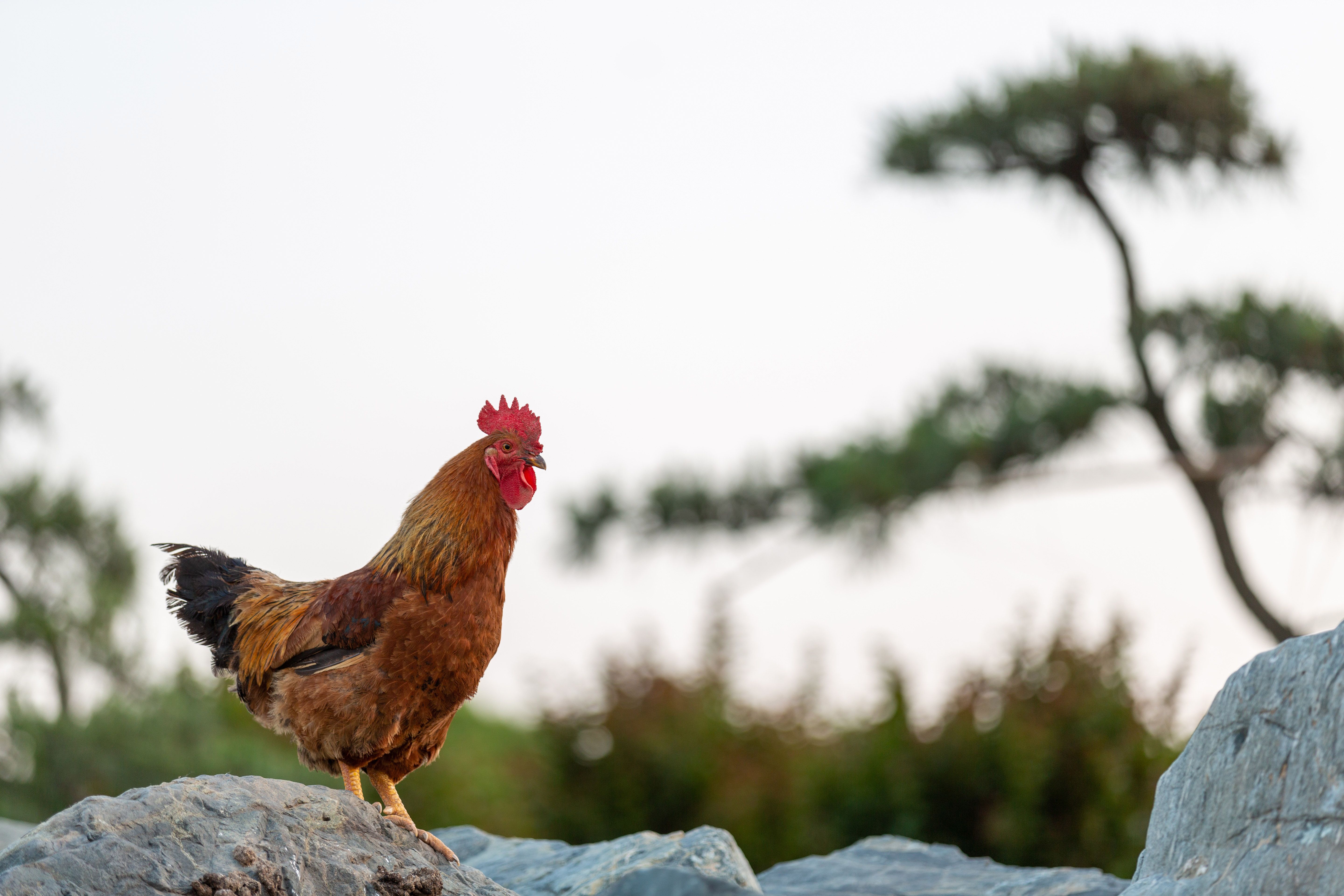 A vibrant rooster perched on a rock, showcasing its plumage against a serene outdoor background.