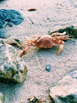Vibrant crab resting on sandy beach surrounded by rocks.