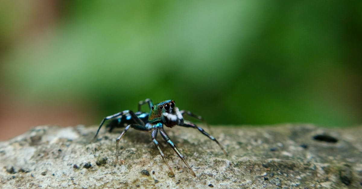 Close-Up of Colorful Spider on Rock in West Java · Free Stock Photo