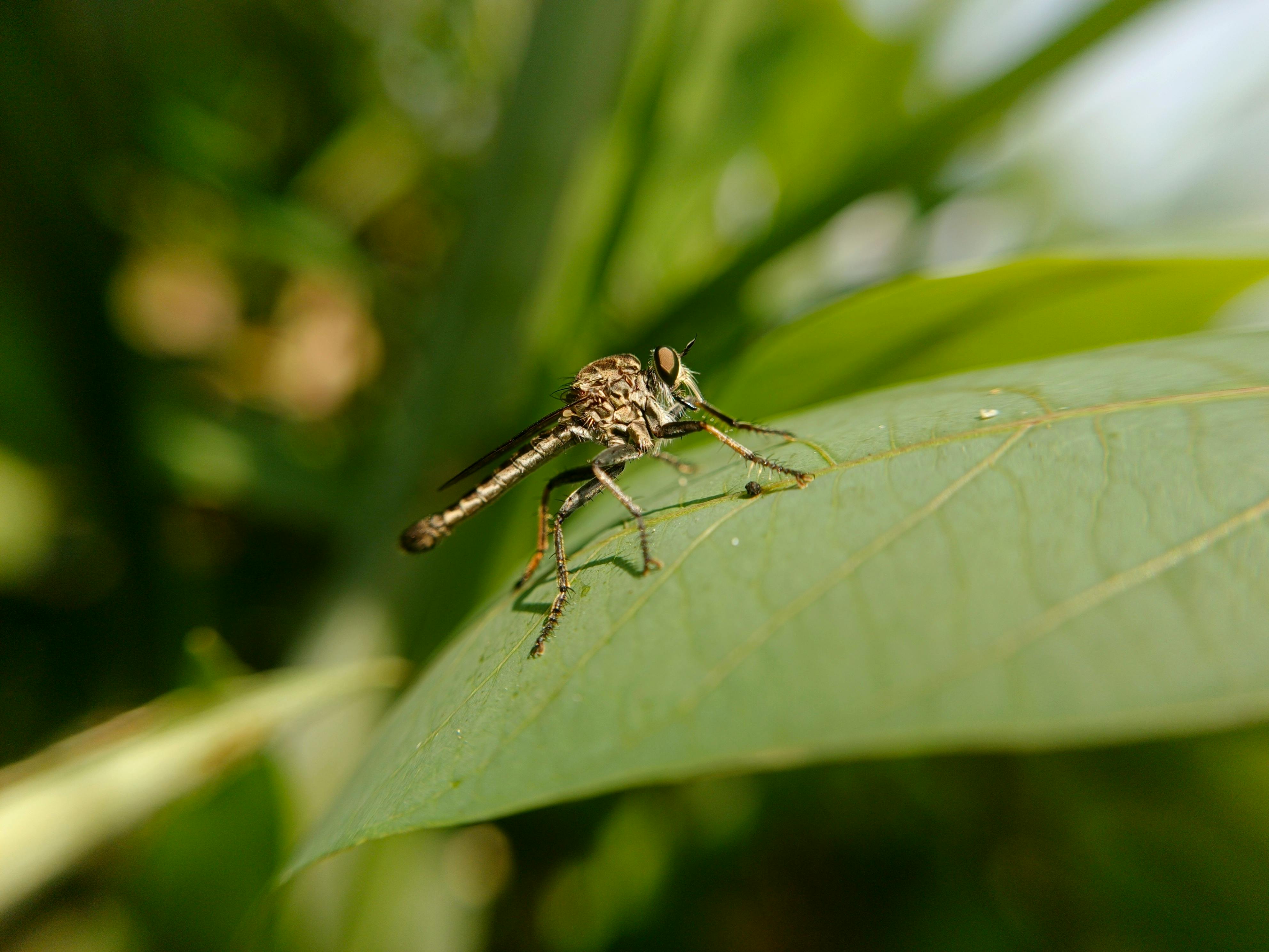 Robberfly the small predator