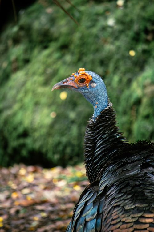 Free Vibrant ocellated turkey photographed in lush green surroundings, showcasing its unique plumage. Stock Photo
