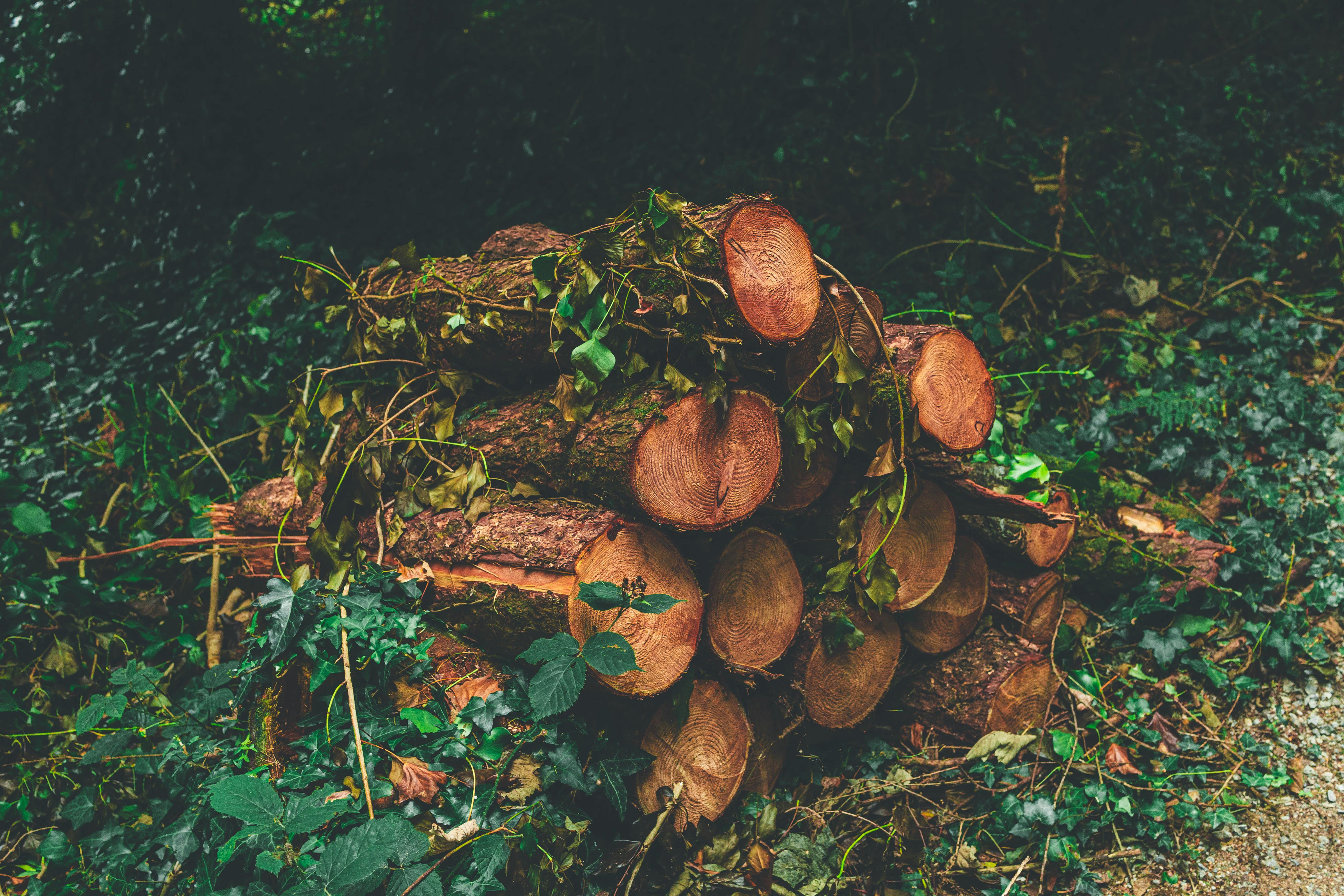 We Hauled Rocks, Stacked Wood, and Planted Seeds to Find the Best Gardening Gloves — Photo by Craig Adderley on Pexels