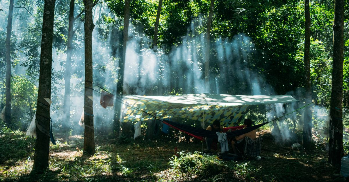 How Does Fogging Help Control Mosquitoes