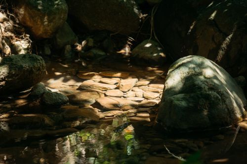 Free Tranquil forest scene featuring a brook with sunlit stones and lush greenery. Stock Photo