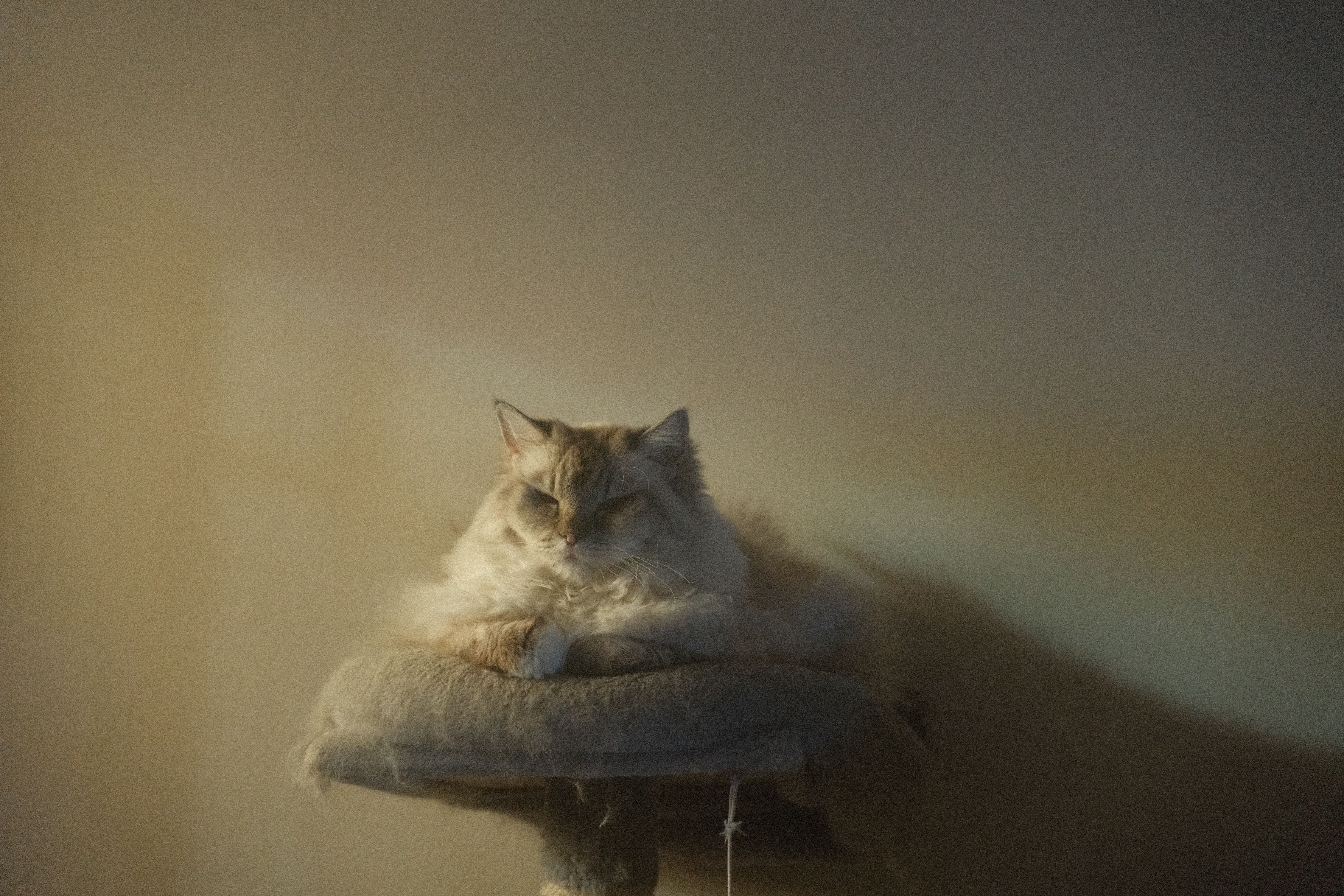 Why This Cat Tower Saved My Sanity (And My Couch) in Our Tiny Melbourne Apartment