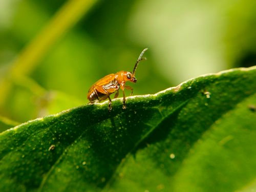 Free A detailed macro shot of a beetle perched on a green leaf in West Java, Indonesia. Stock Photo