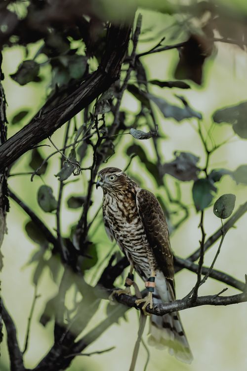 Free A hawk perched on a branch amidst dense foliage, showing detailed feathers. Stock Photo