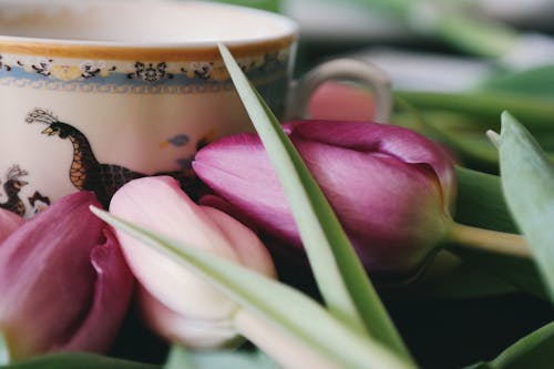 Gratis Fotografi Selektif Bunga Tulip Merah Muda Foto Stok