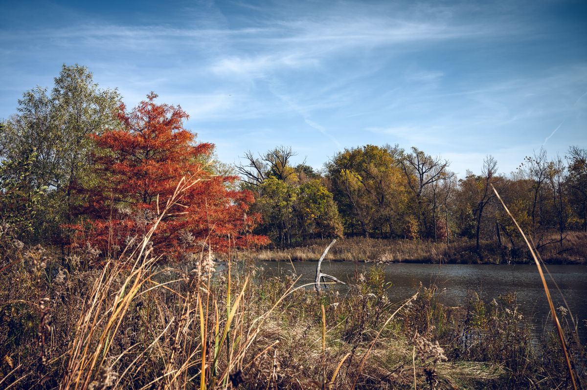 Autumn trees along a calm Illinois riverbank