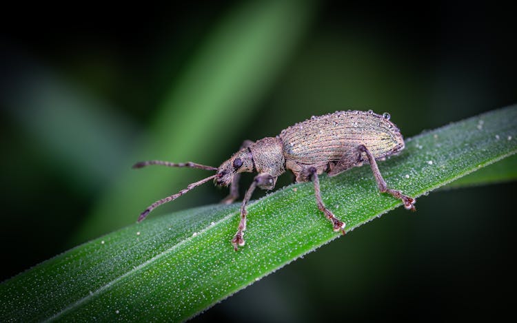 Selective Focus Photo Of A Weevil On Green Leaf