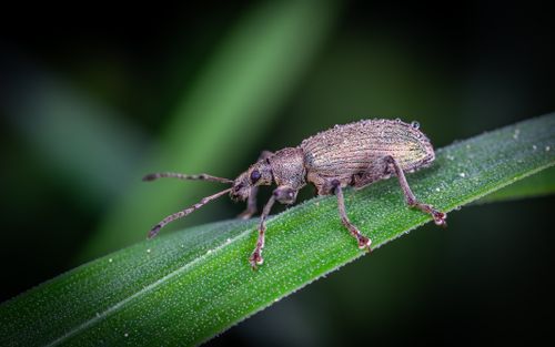 Free Close-up macro image of a weevil with dewdrops resting on a green leaf. Stock Photo