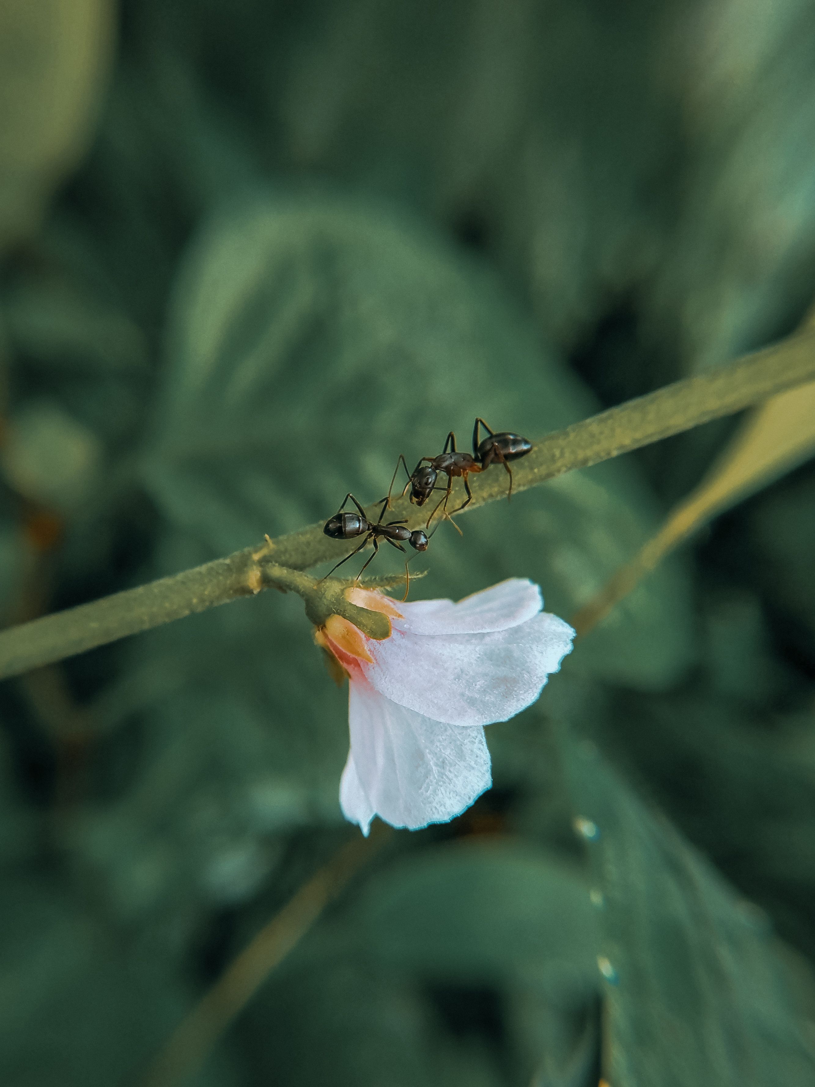 Macro Shot of Ants on a Flower in Lonavala · Free Stock Photo