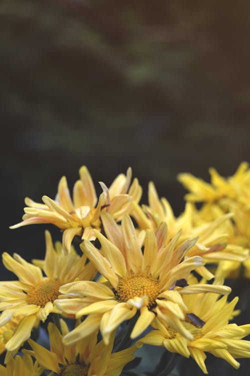 คลังภาพถ่ายฟรี ของ chysanthemum, การถ่ายภาพธรรมชาติ, ดอกสีเหลือง