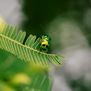 Bishnupur, West Bengal