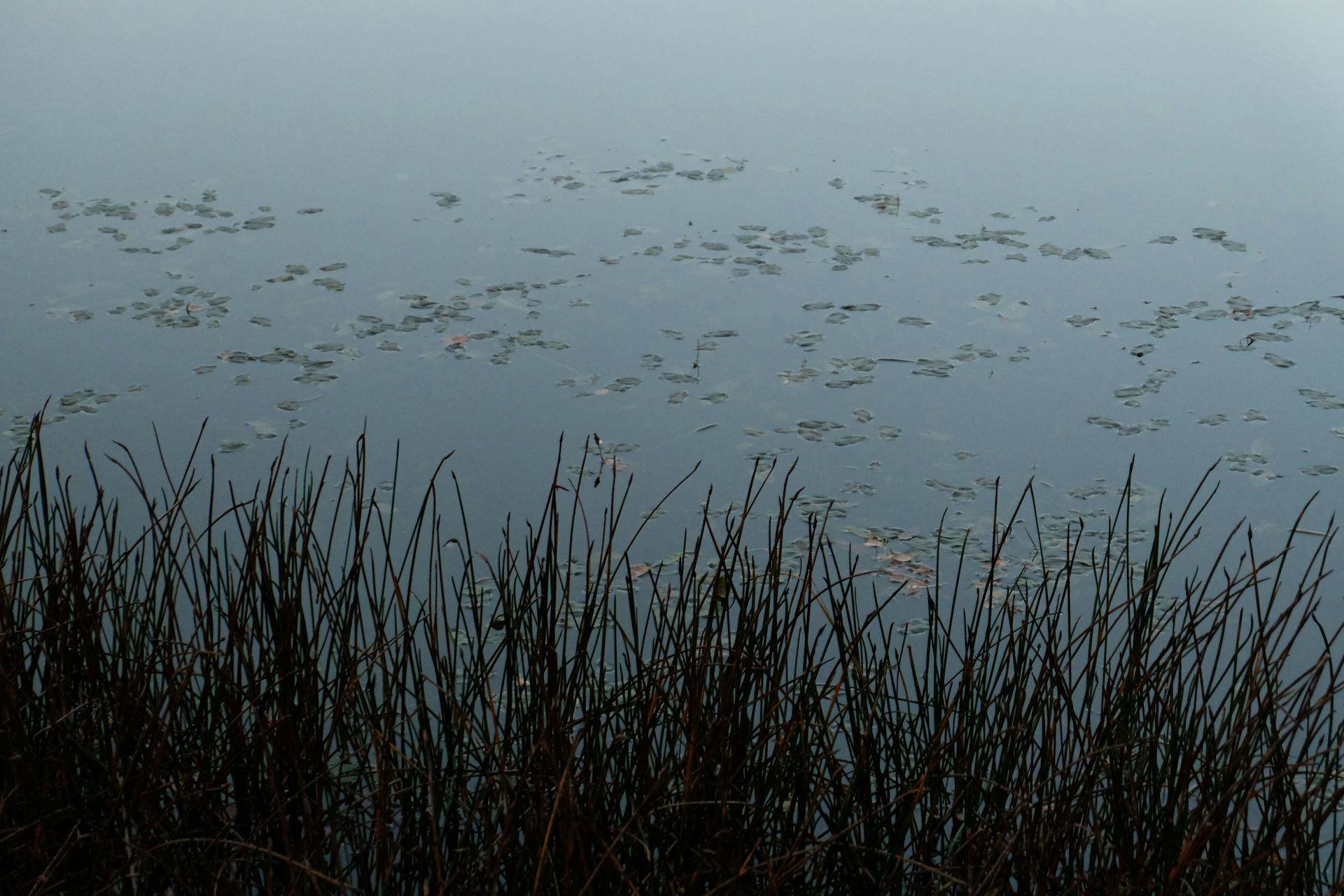 Serene lake view with calm water and reeds reflecting, ideal for peaceful and nature-themed projects.