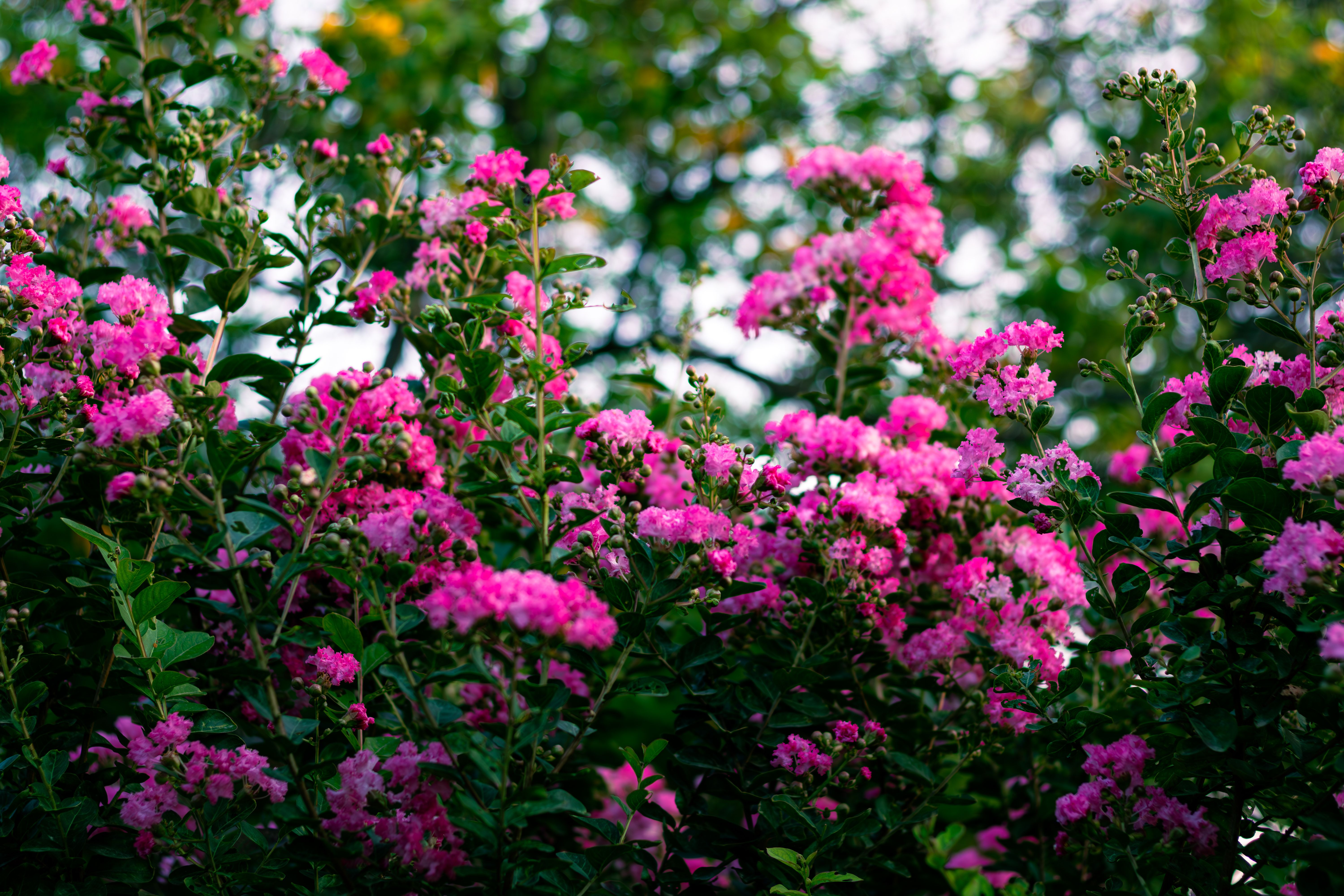Beautiful pink crepe myrtle flowers in full bloom against a leafy green background, showcasing nature's vibrance.