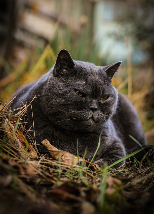 Free Majestic grey British Shorthair cat relaxing in a natural outdoor setting in Ukraine. Stock Photo