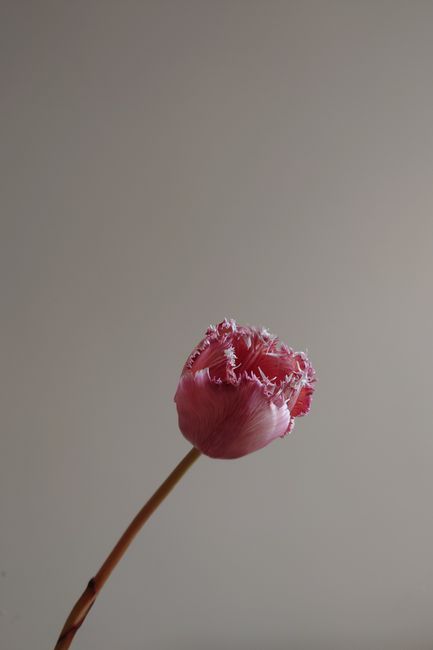 Elegant pink tulip with fringed petals stands out against a neutral gray backdrop.