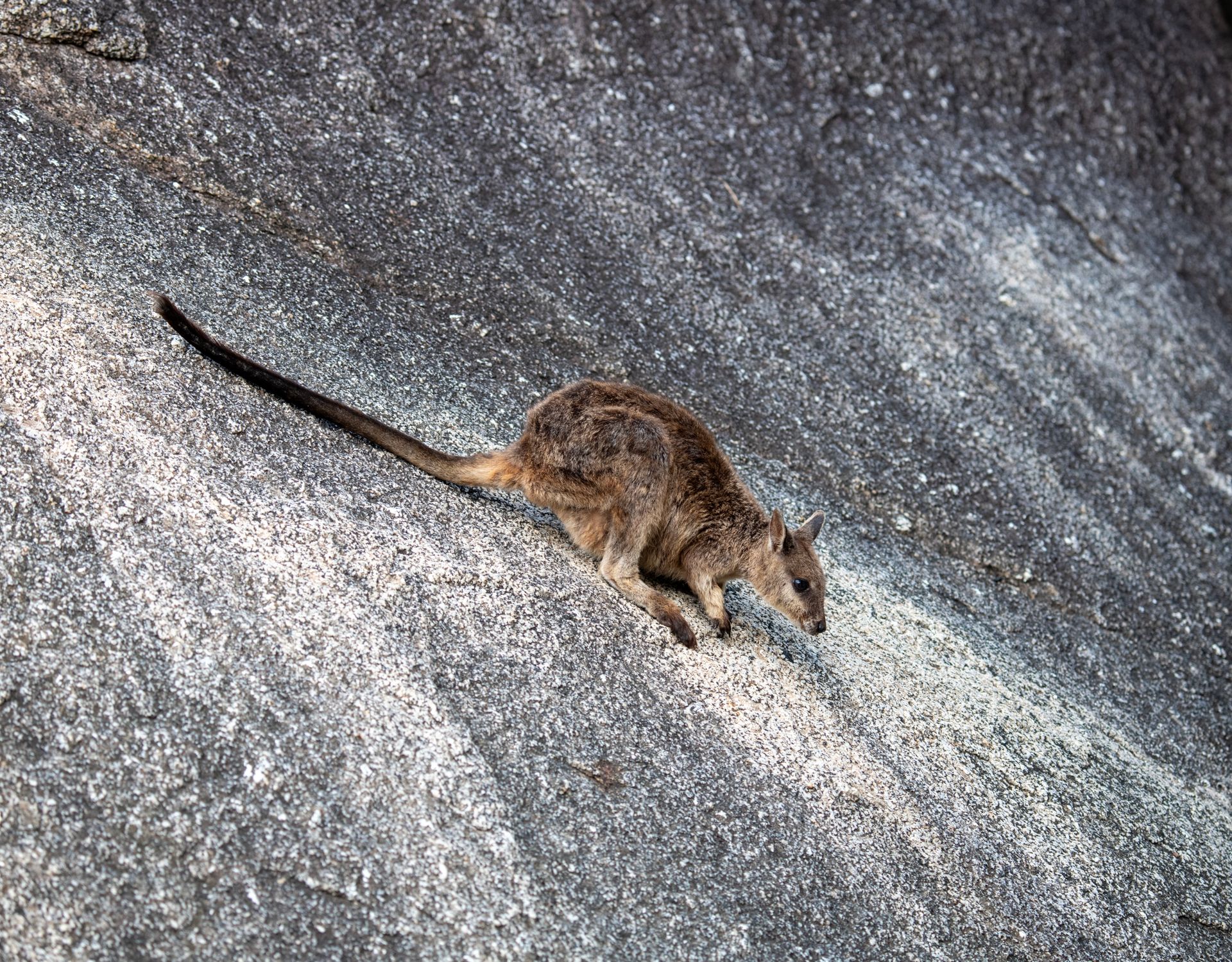 Free stock photo of animal welfare, australia, biodiversity