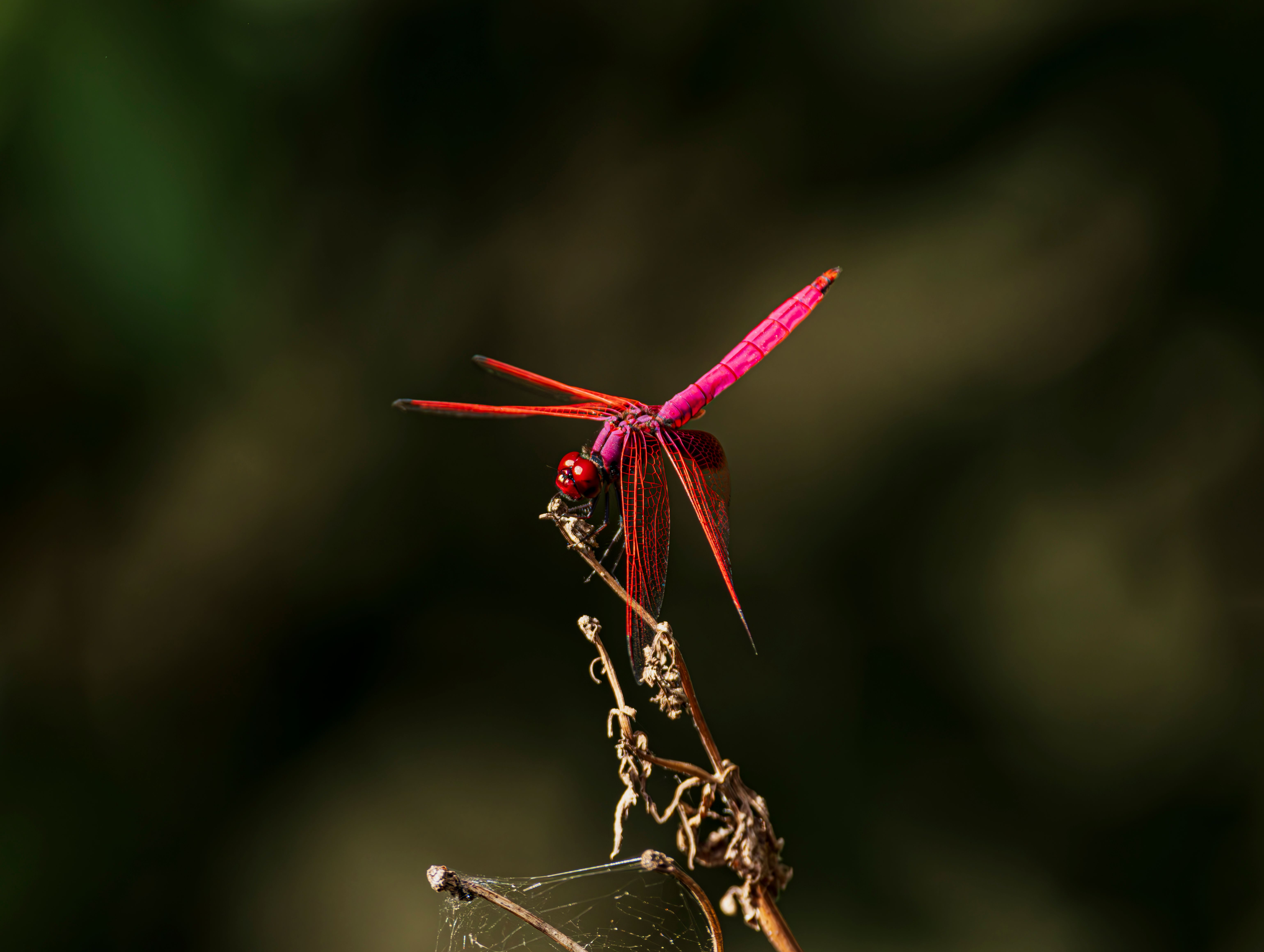 Vibrant pink dragonfly on a branch · Free Stock Photo