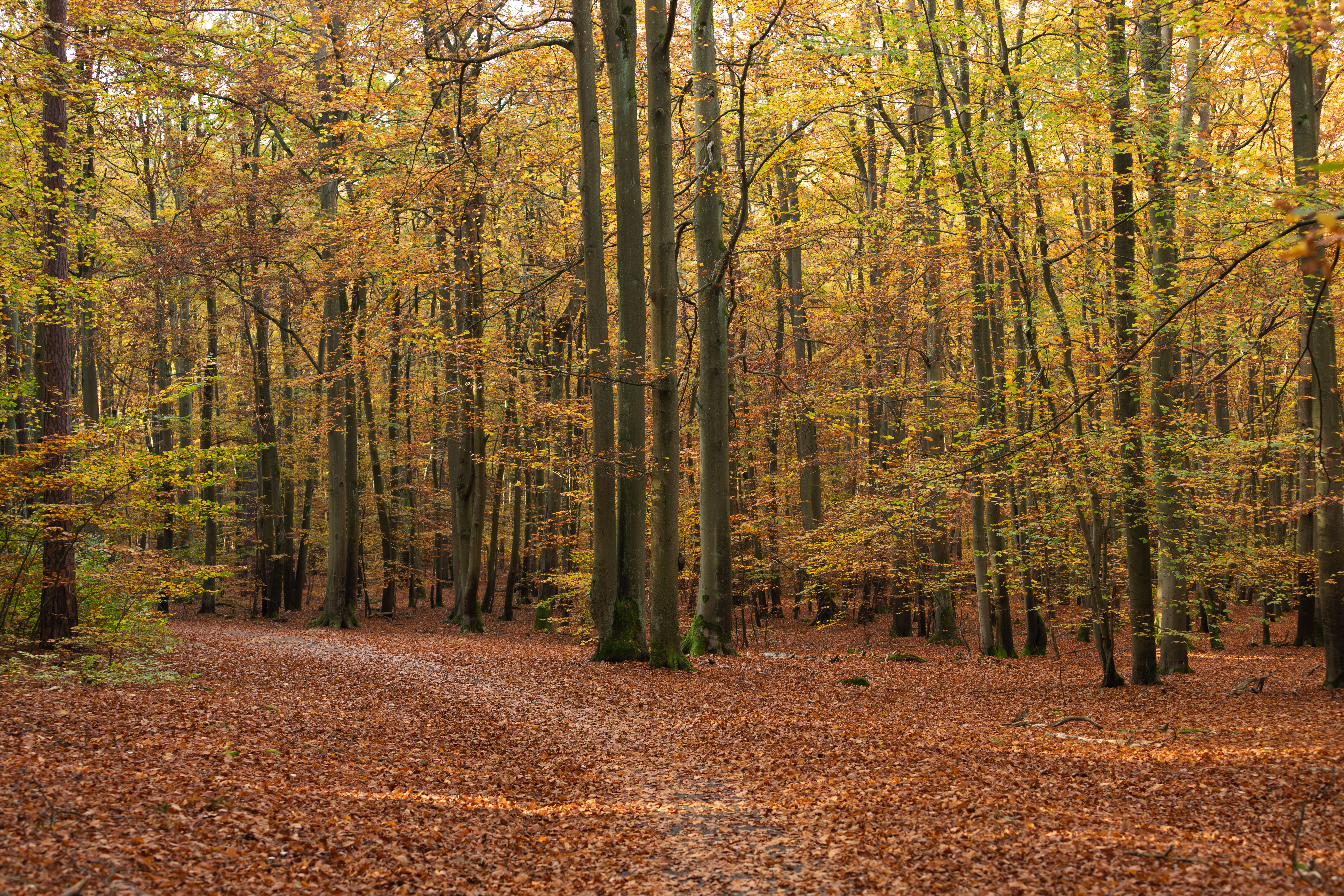 Forêt de Compiègne