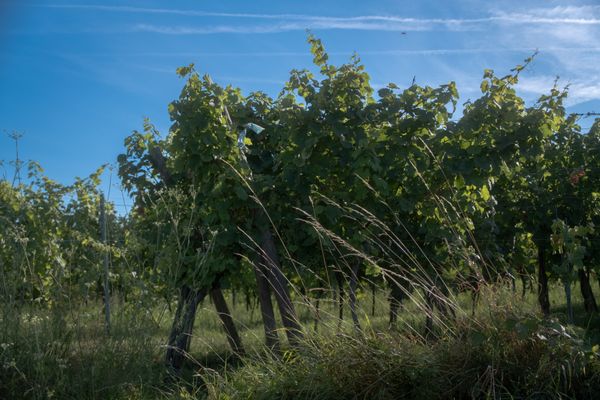 Rangs de vigne et hautes herbes sous un ciel bleu en fin de journée