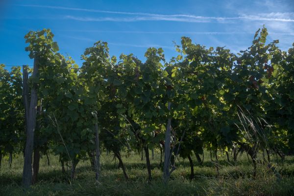 Vignes