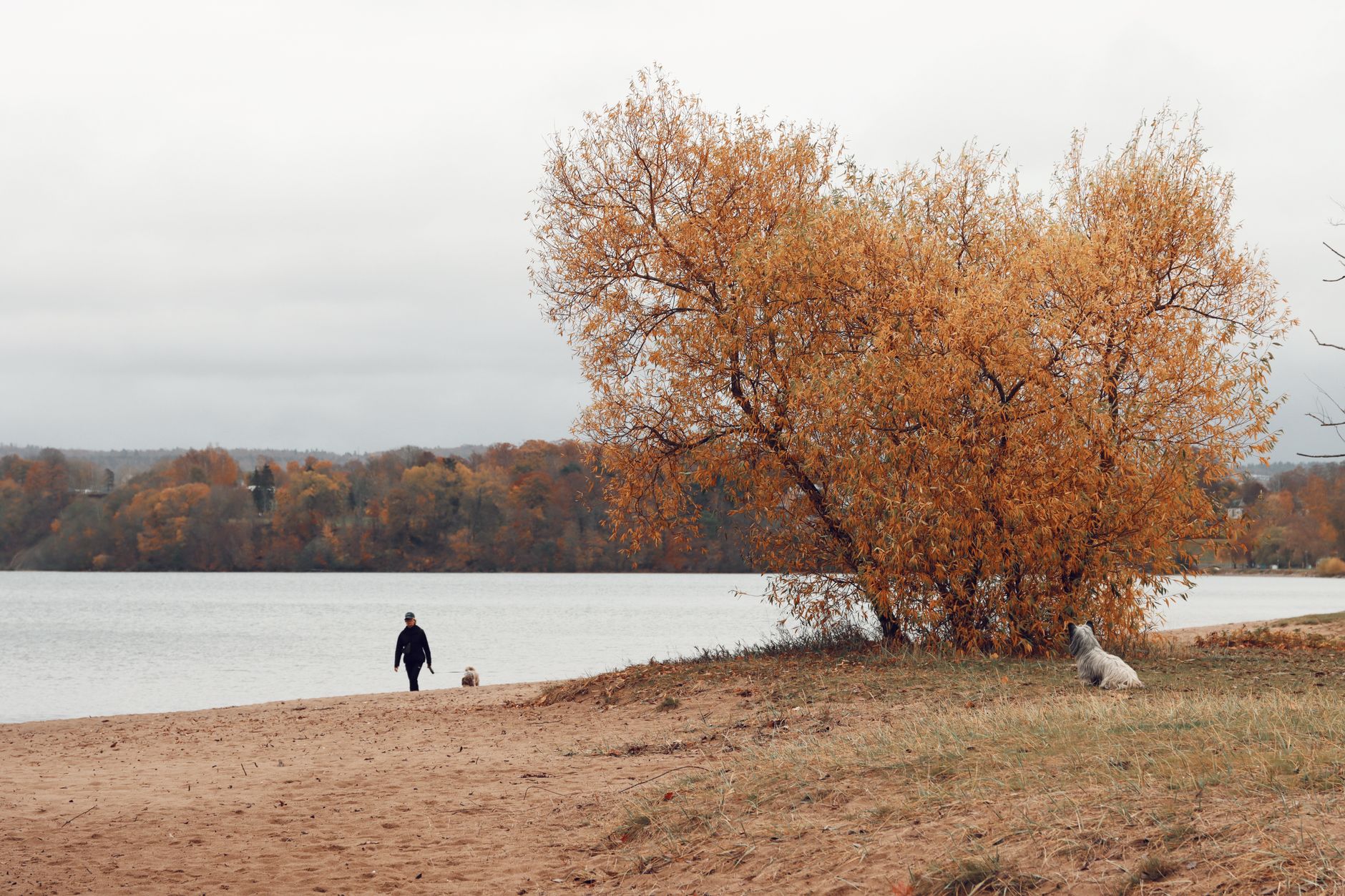 A serene autumn scene with a person walking near a lake surrounded by colorful trees in Jönköping, Sweden.