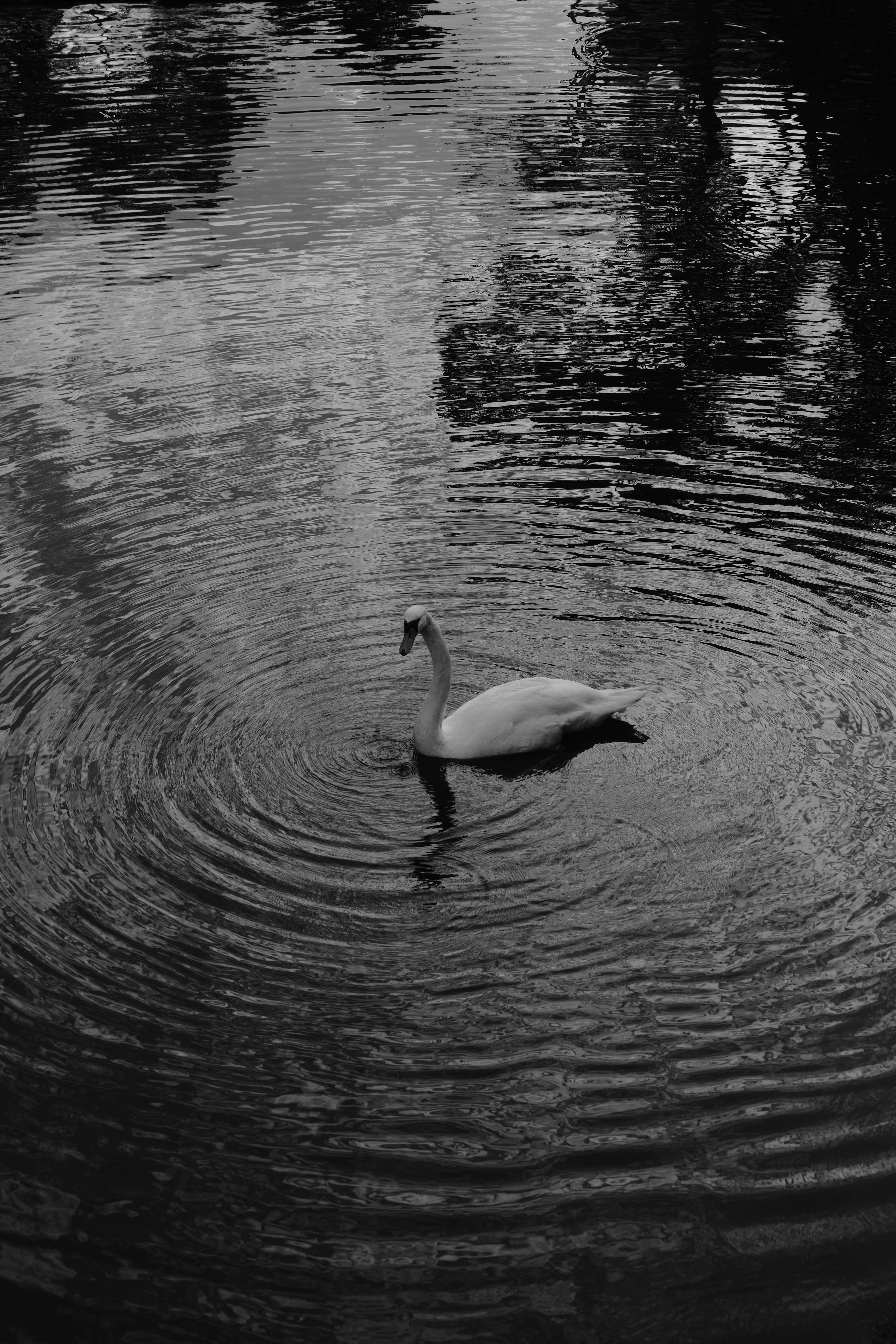 Elegant swan gliding gracefully on a rippling pond in a black and white setting.