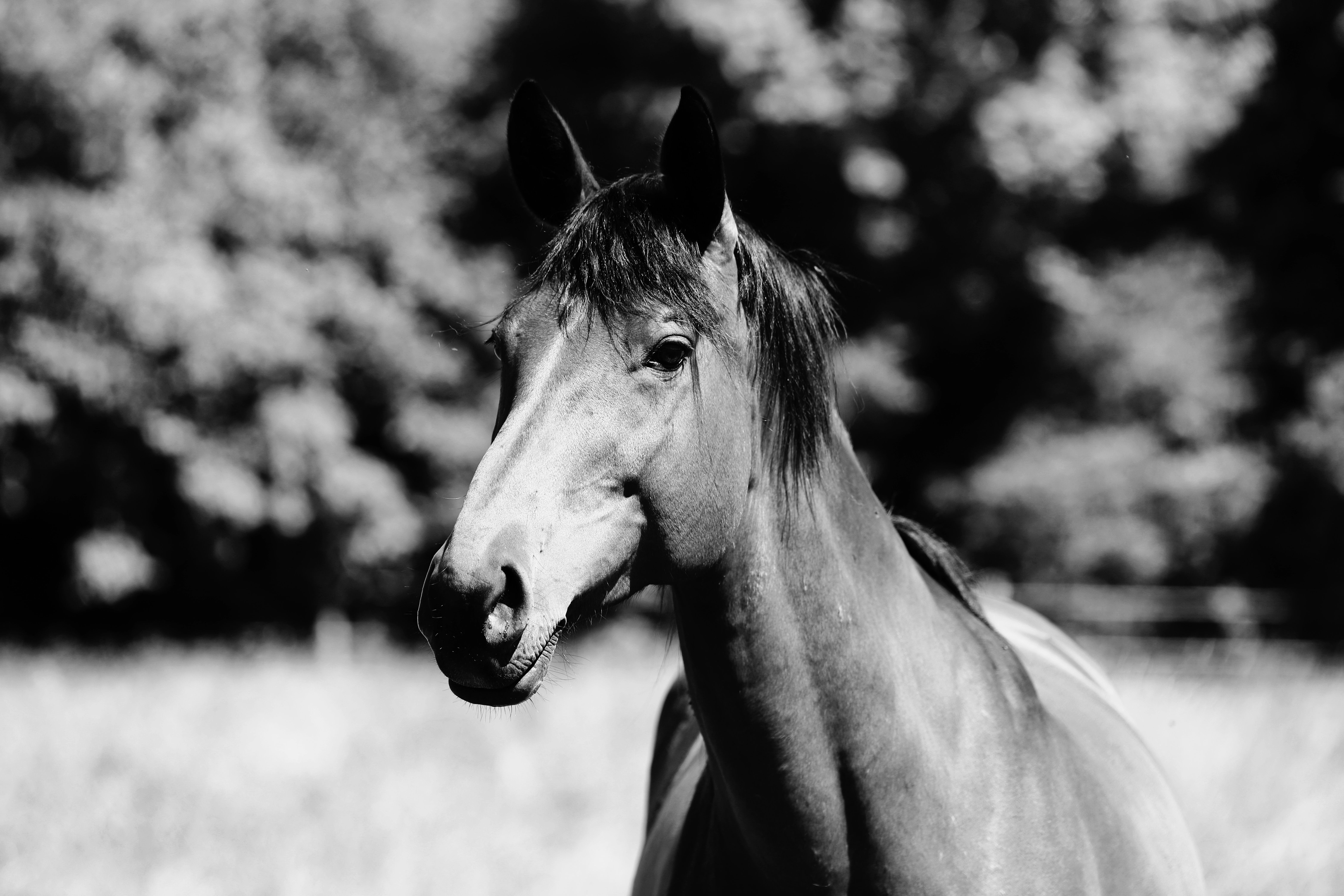 Black and White Portrait of a Graceful Horse · Free Stock Photo
