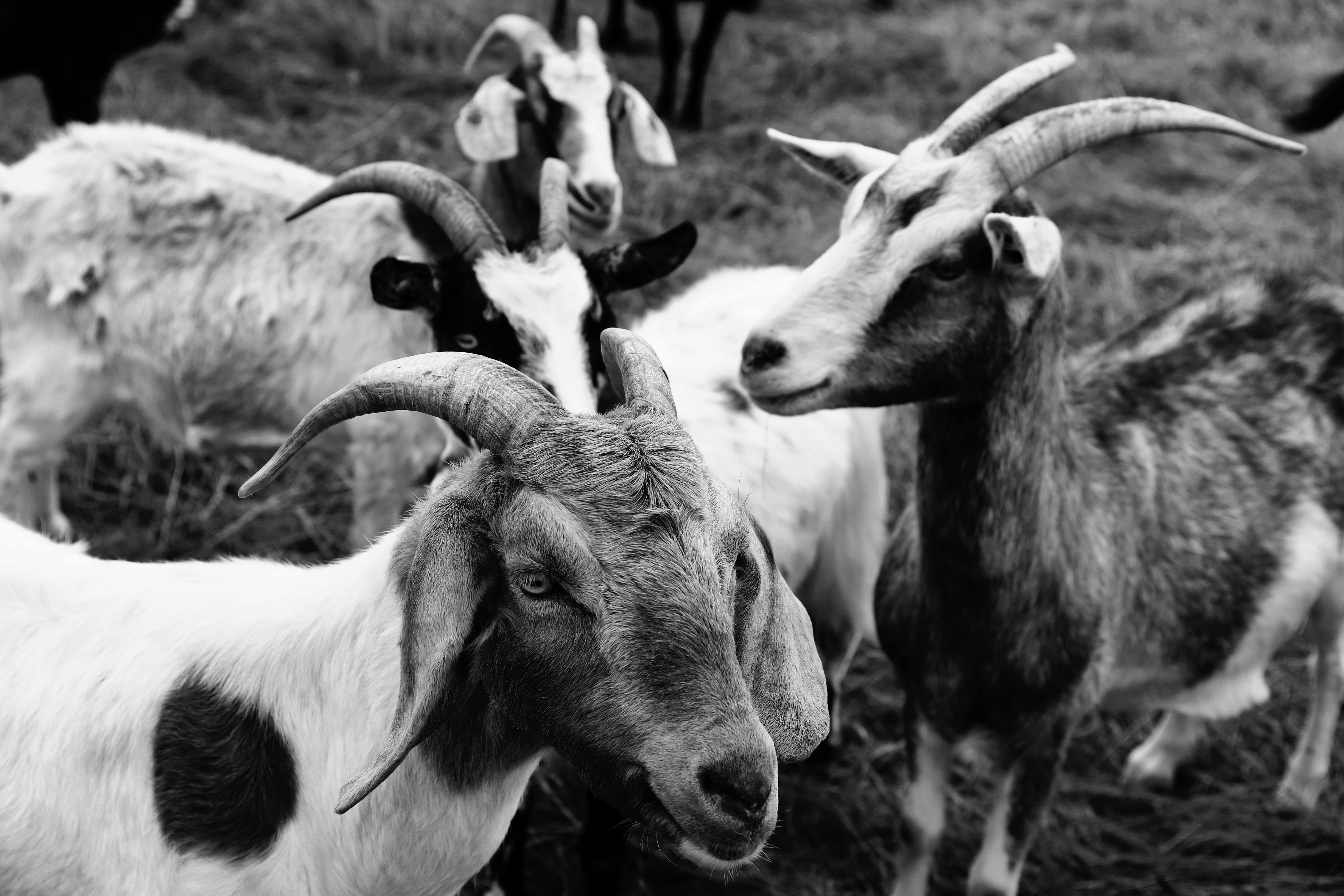 Gratuit Un troupeau de chèvres aux cornes impressionnantes paissant dans un pré, capturé en noir et blanc. Photos