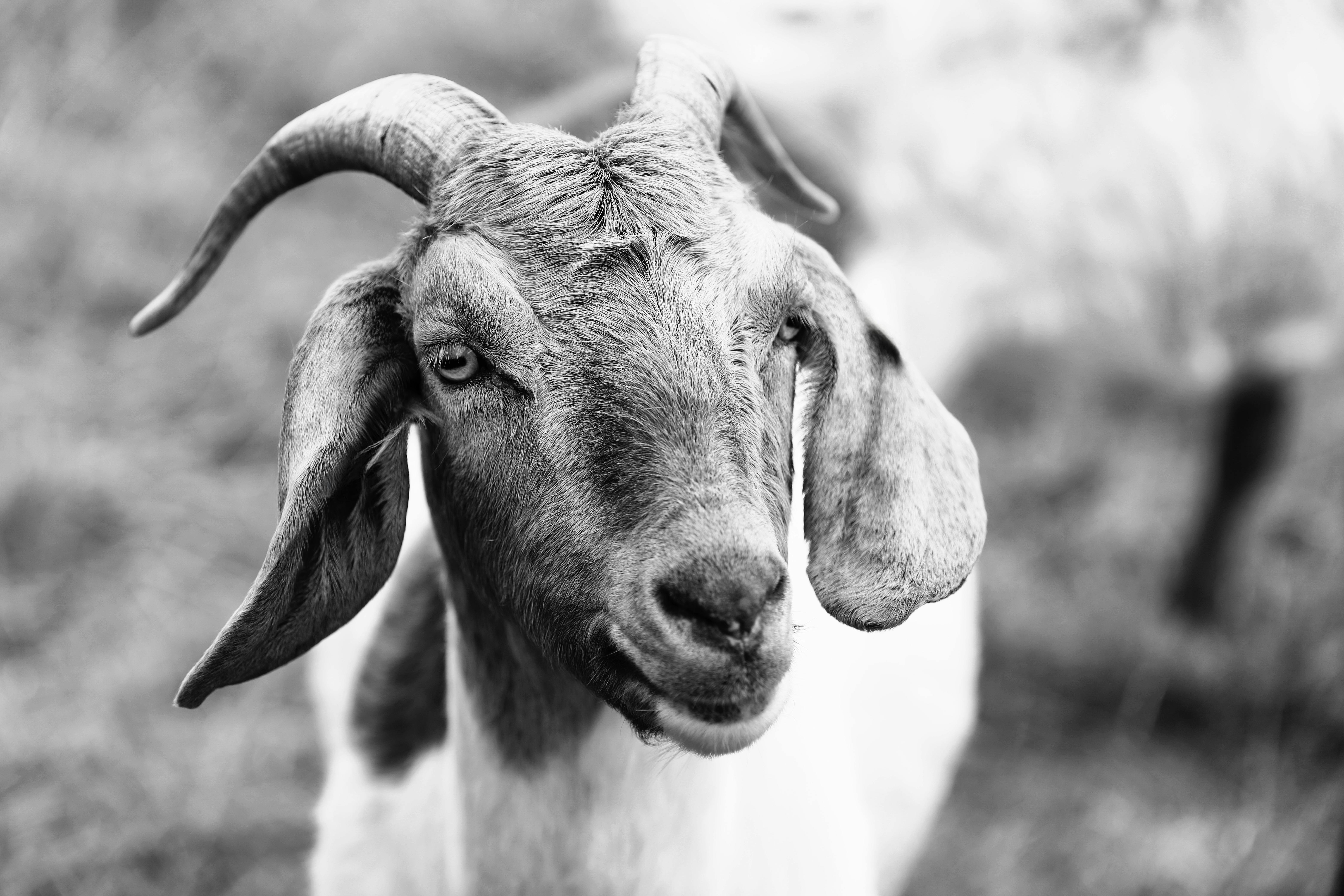 Gratuit Vue rapprochée d'une chèvre dans un pré, présentant des textures et des expressions détaillées. Photos