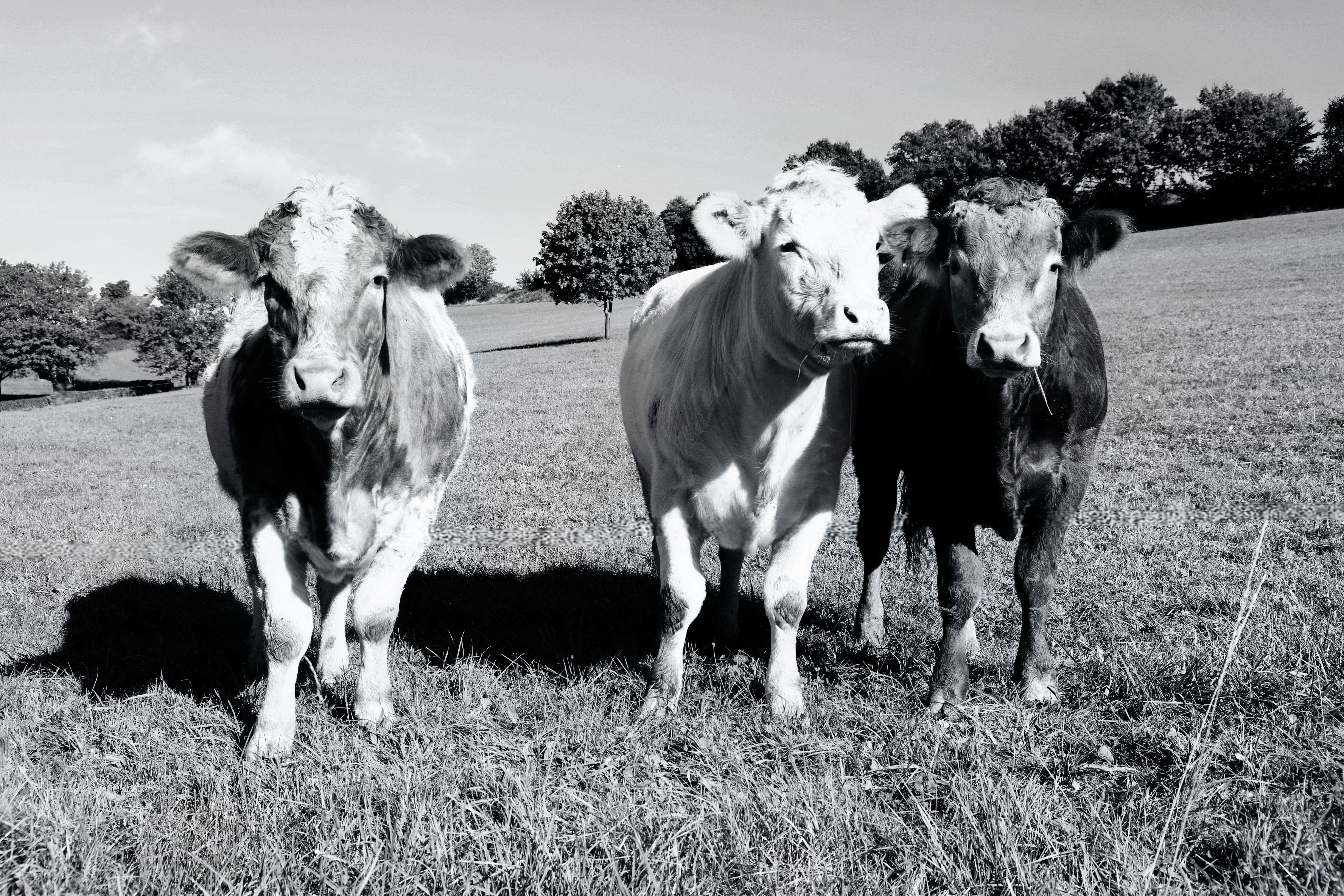 Black and White Cows Grazing in Pasture · Free Stock Photo
