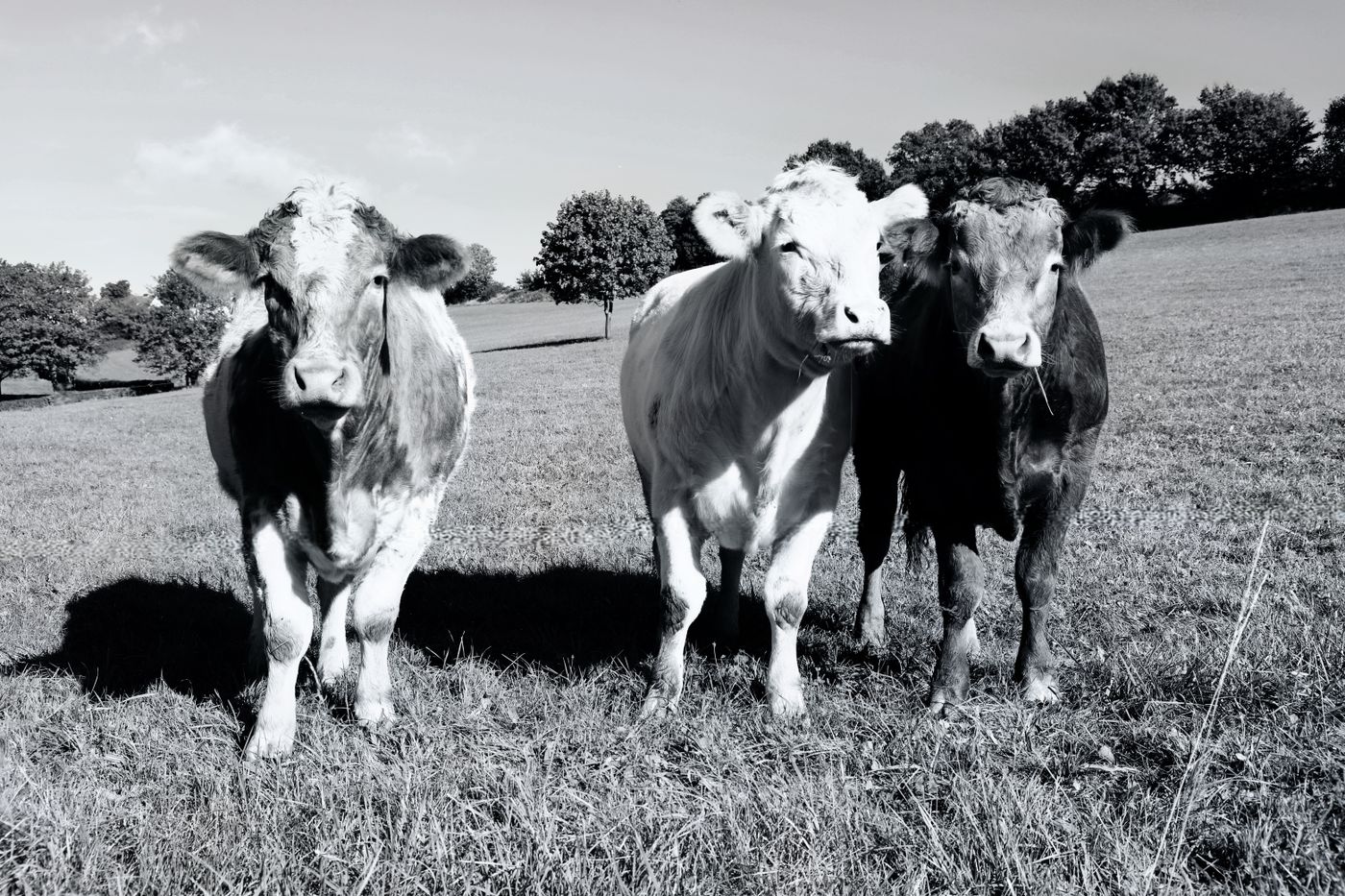 Farm Animals