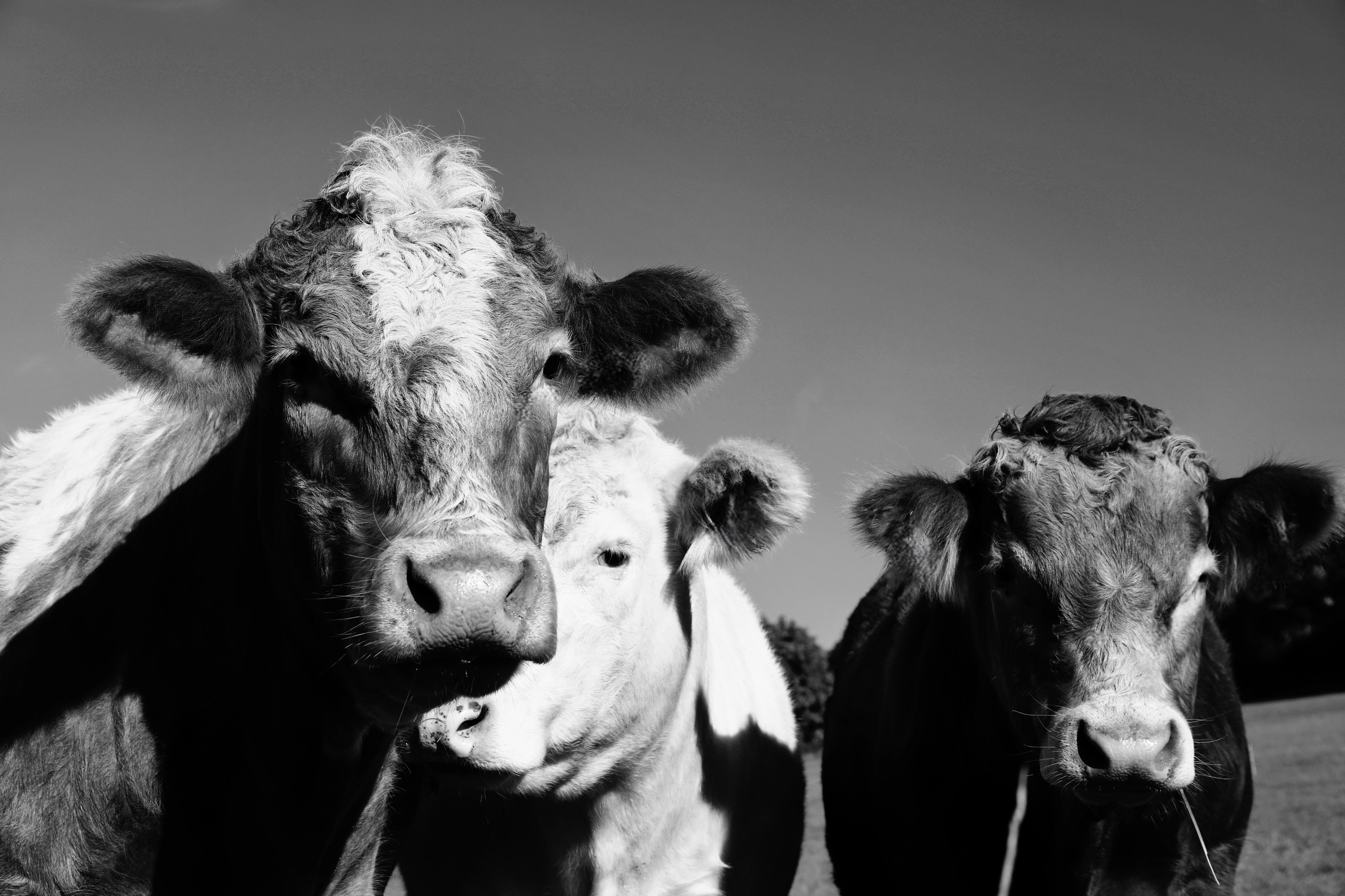  three black and white cows