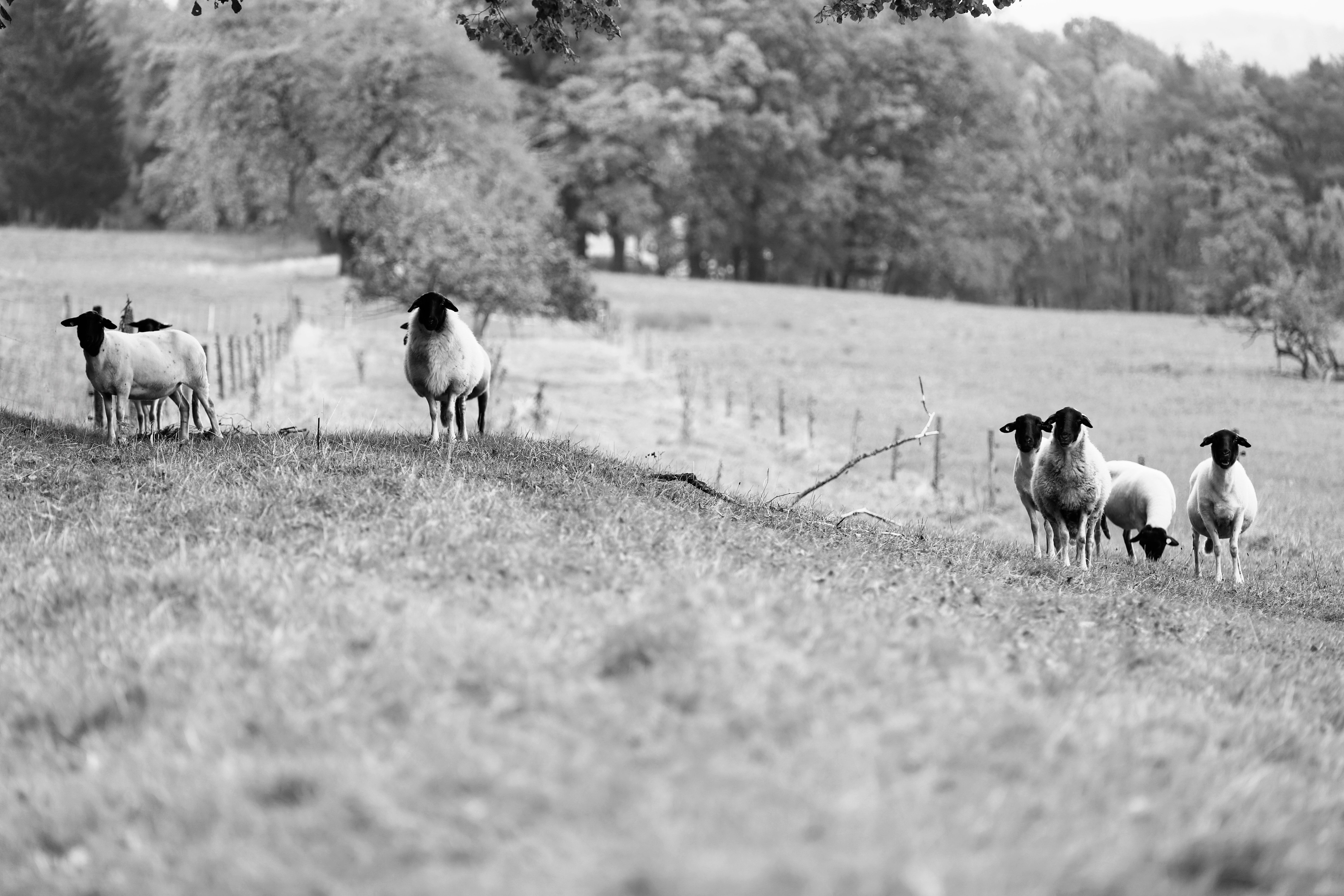 Suffolk