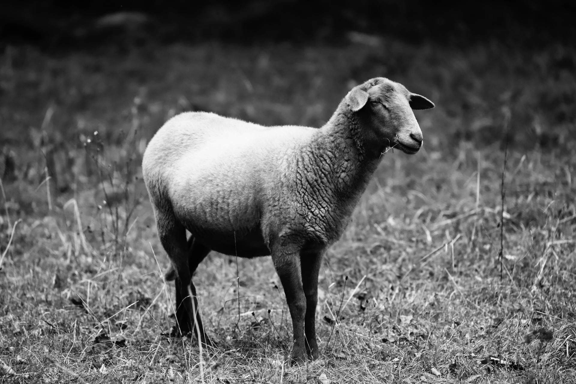 A solitary sheep stands gracefully in a meadow, captured in black and white.