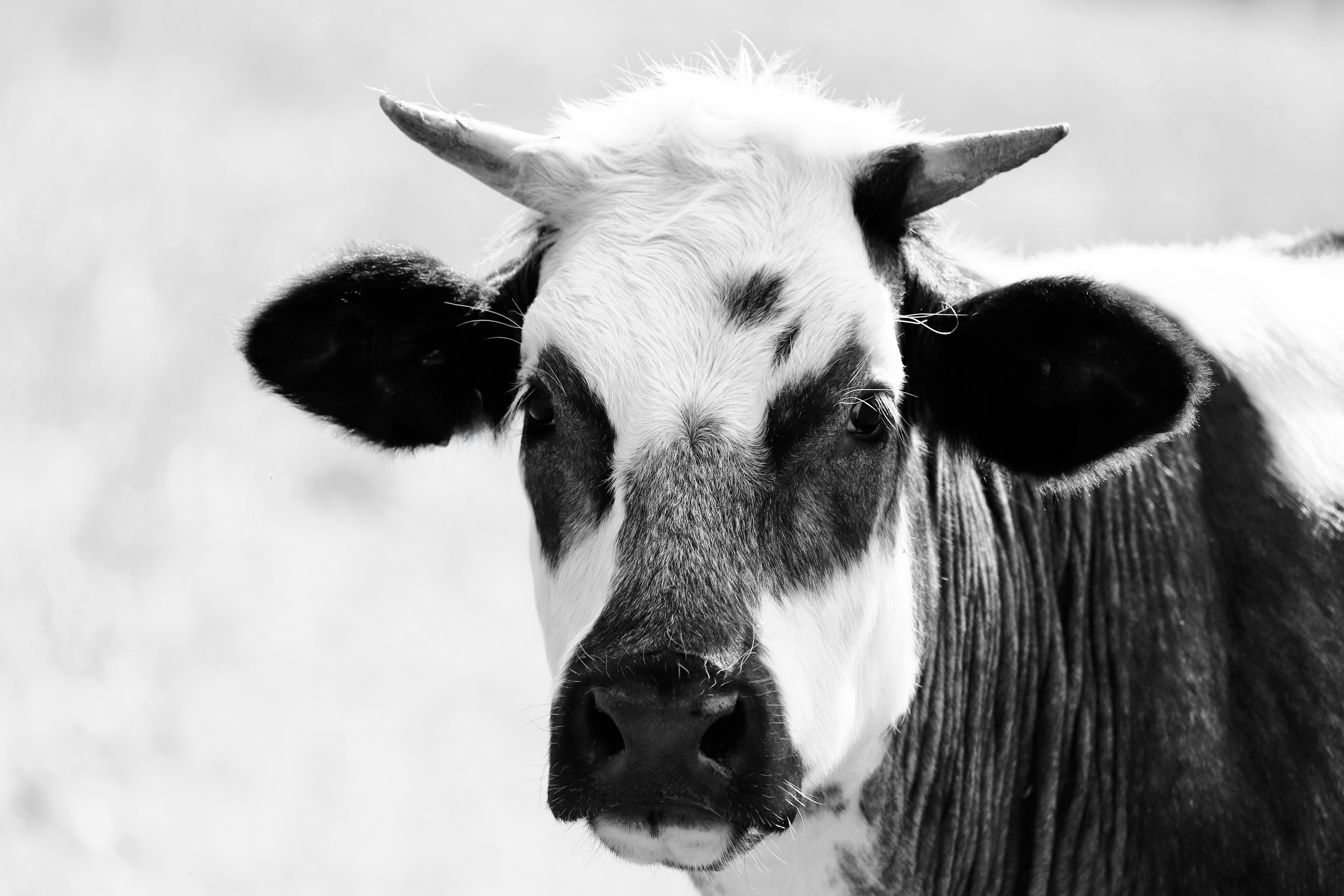 Close-Up Black and White Cow Portrait · Free Stock Photo
