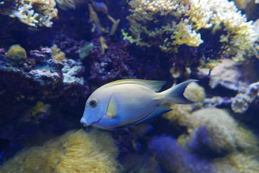 A vibrant blue fish swims gracefully in a colorful coral reef aquarium.
