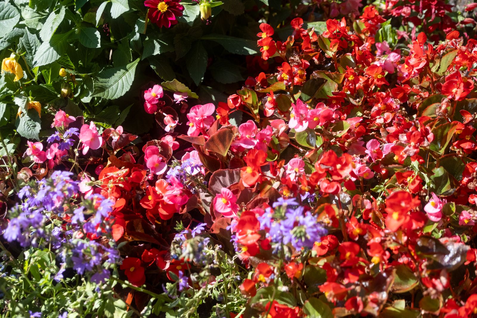 Parterre de fleurs