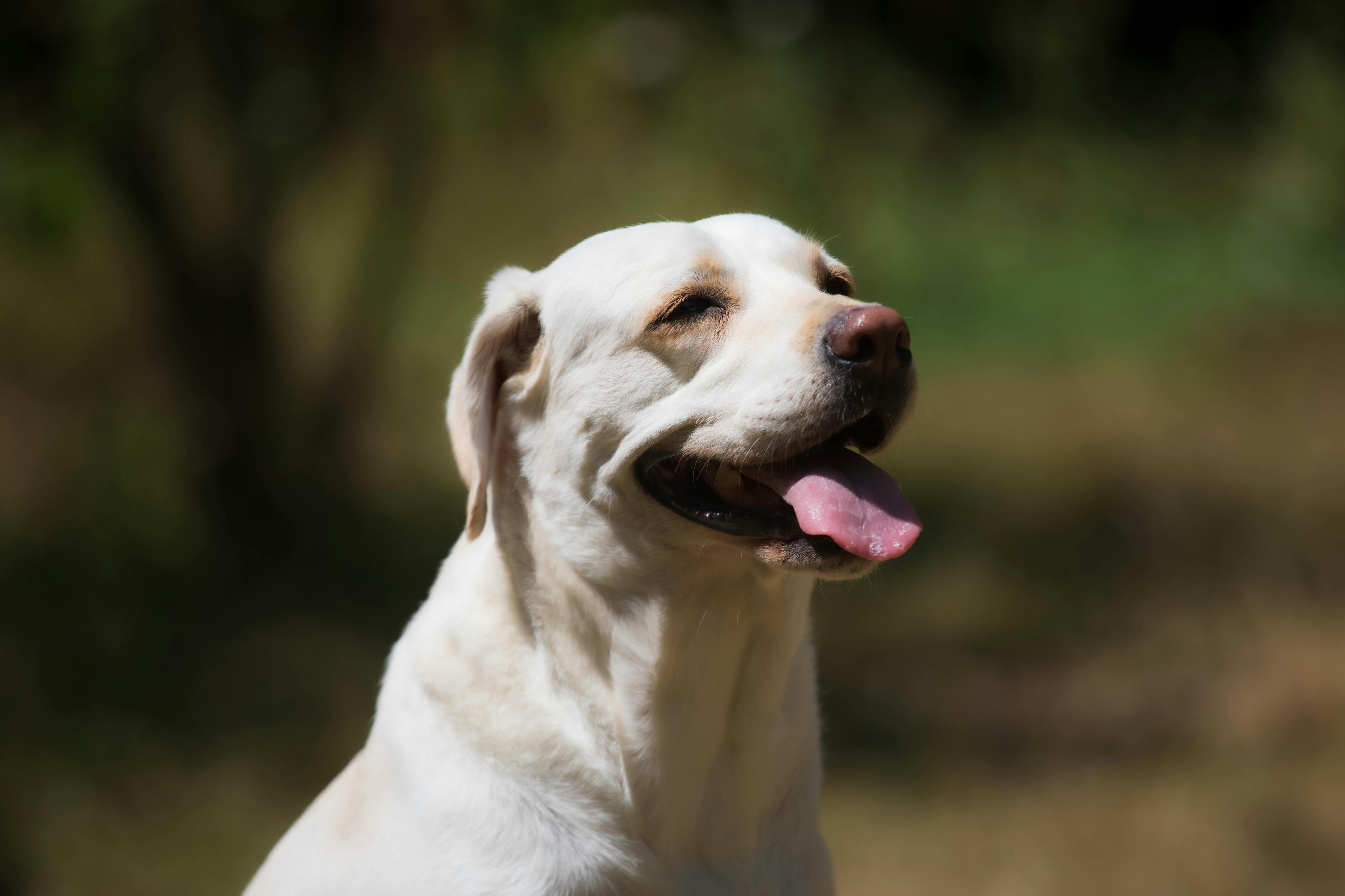 happy labrador retriever enjoying outdoor sunlight