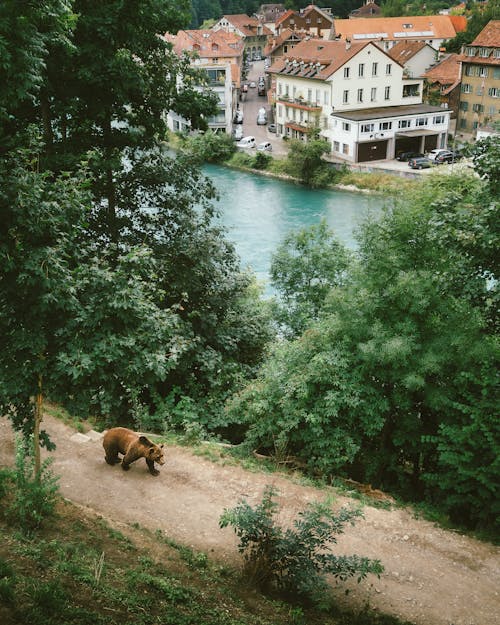 Медведь гризли у реки и деревьев