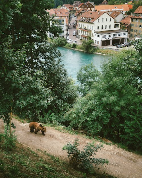 Grizzly Bear Beside River and Trees